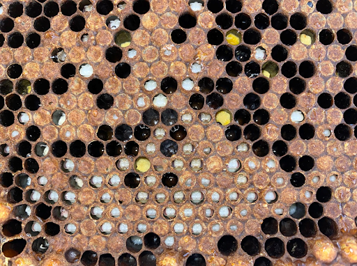 Bee comb on a frame, many cells are uncapped. a large cluster of them have white brood visible.