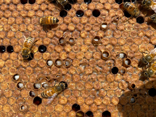 A few bees on a comb. Most of the cells are capped, but a few are upcapped with white brood visible.