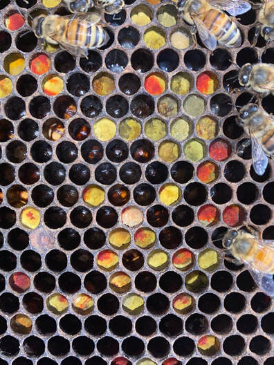 A honey bee frame. Some cells filled with multicolor pollen, some with young larvae and eggs, and some are still empty. Also a few bees are attending to the cells.