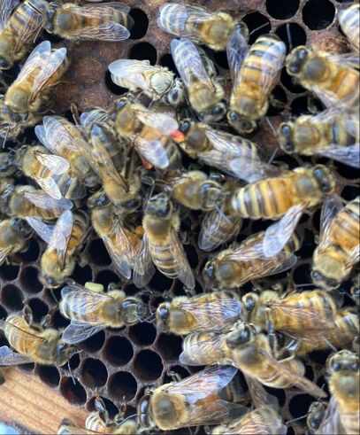 A frame of honey bees, two have pollen. One newly emerged worker bee has matted, white hair. A single drone (male) at the bottom of the frame.